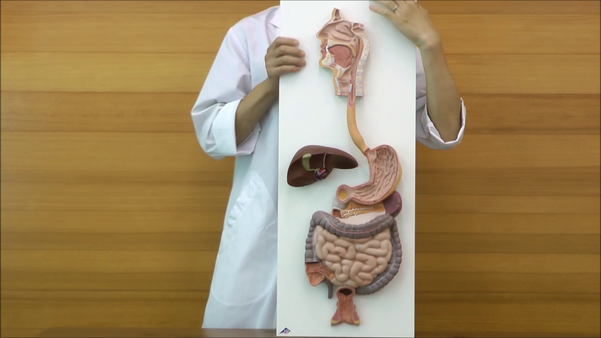 Amazon.co.jp: 消化の一連の流れを説明できる模型，口腔から食道，胃